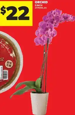 Real Canadian Superstore ORCHID, 5 INCH offer