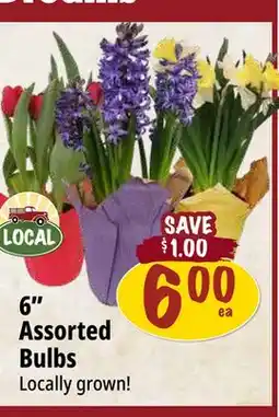 Farm Boy 6 Assorted Bulbs offer
