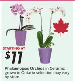 Sobeys Phalaenopsis Orchids in Ceramic offer
