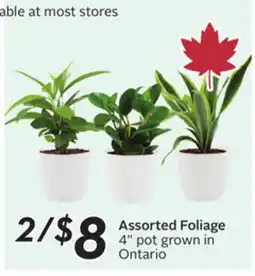 Sobeys Assorted Foliage offer