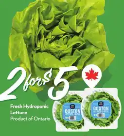Longo's Fresh Hydroponic Lettuce offer