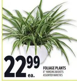 Metro FOLIAGE PLANTS offer