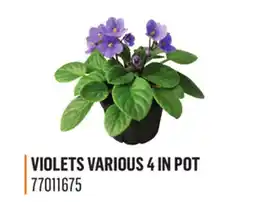 Canac Violets Various 4 in Pot offer