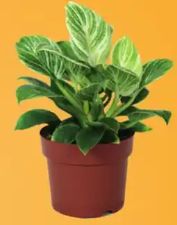 Canac Birkin Philodendron Various 5 in Pot offer