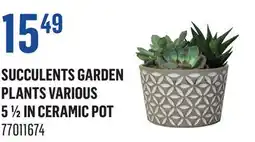Canac Succulents Garden Plants Various 5 1/2 in Ceramic Pot offer