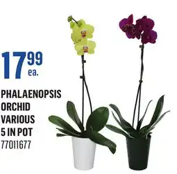 Canac Phalaenopsis Orchid Various 5 in Pot offer