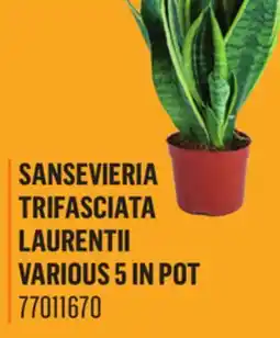 Canac Sansevieria Trifasciata Laurentii Various 5 in Pot offer