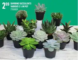 Canac Bambino Succulents Various 2 1/2 in Pot offer