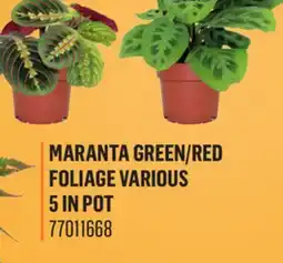 Canac Maranta Green/Red Foliage Various 5 in Pot offer