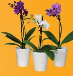 Canac Phalaenopsis White Orchid 2 1/2 in Ceramic Pot offer