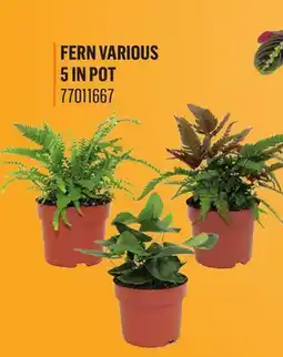 Canac Fern Various 5 in Pot offer