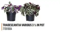 Canac Tradescantia Various 3 1/2 in Pot offer