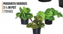 Canac Maranta Various 3 1/2 in Pot offer