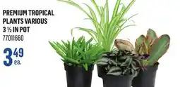 Canac Premium Tropical Plants Various 3 1/2 in Pot offer
