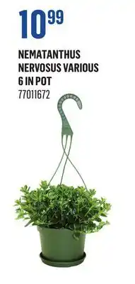 Canac Nematanthus Nervosus Various 6 in Pot offer