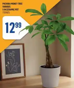 Canac Pachira Money Tree Various 5 in Ceramic Pot offer