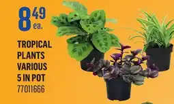 Canac Tropical Plants Various 5 in Pot offer