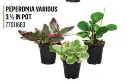 Canac Peperomia Various 3 1/2 in Pot offer