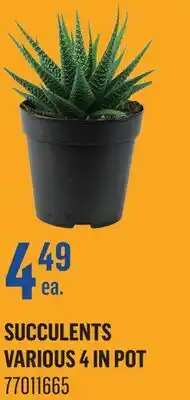 Canac Succulents Various 4 in Pot offer