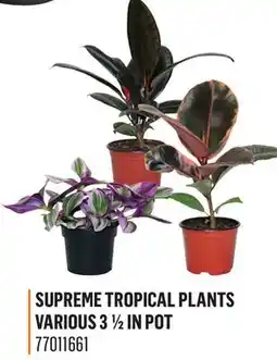 Canac Supreme Tropical Plants Various 3 1/2 in Pot offer