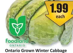 Starsky Winter Cabbage offer