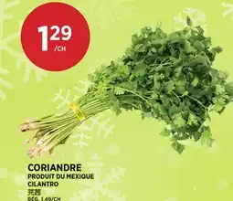 Kim Phat CILANTRO offer