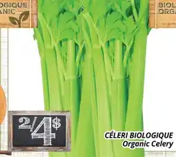 Supermarché PA CÉLERI BIOLOGIQUE | Organic Celery offer