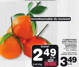 Marches Tradition CLEMENTINES WITH LEAVES offer