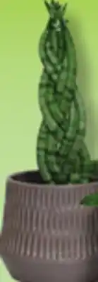 IGA SANSEVIERA offer