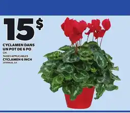 Provigo CYCLAMEN 6 INCH offer