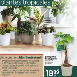 Metro PLANTE PACHIRA MA BOUQUETERIE | MA BOUQUETERIE PACHIRA PLANT offer