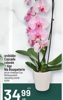 Metro ORCHIDÉE CASCADE COLORÉE 1 TIGE MA BOUQUETERIE | CASCADING COLORED ORCHID offer