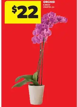 Real Canadian Superstore ORCHID offer