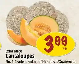 Farm Boy Extra Large Cantaloupes offer