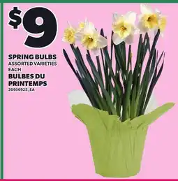 Independent Grocer SPRING BULBS, EACH offer