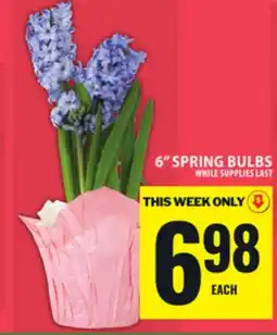 Food Basics 6 SPRING BULBS offer