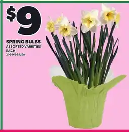 Loblaws SPRING BULBS offer