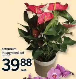 Fortinos anthurium in upgraded pot offer