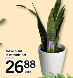 Fortinos snake plant in ceramic pot offer