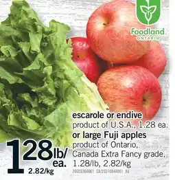 Fortinos ESCAROLE OR ENDIVE OR LARGE FUJI APPLES offer