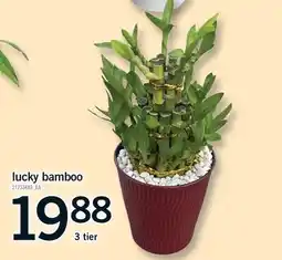 Fortinos LUCKY BAMBOO, 3 TIER offer