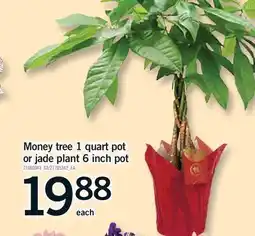 Fortinos MONEY TREE 1 QUART POT OR JADE PLANT 6 INCH POT offer