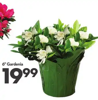 Longo's 6 Gardenia offer