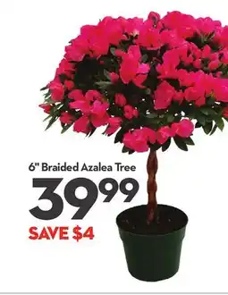 Longo's 6 Braided Azalea Tree offer