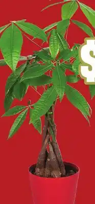 FreshCo Money Trees 5 - LNY offer