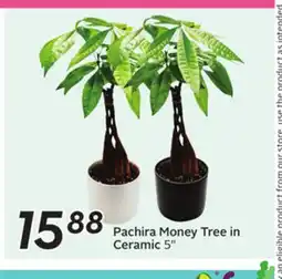 Sobeys Pachira Money Tree in Ceramic offer