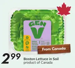 Sobeys Boston Lettuce in Soil offer