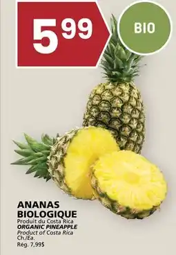 Rachelle-Bery Grocery ORGANIC PINEAPPLE offer