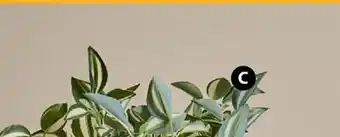 JYSK Asgar Artificial potted plant offer