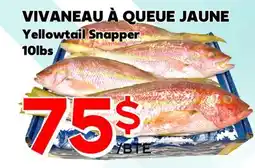 Marche Salaberry VIVANEAU À QUEUE JAUNE offer